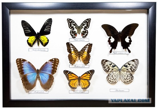 Помогите спасти бабочку