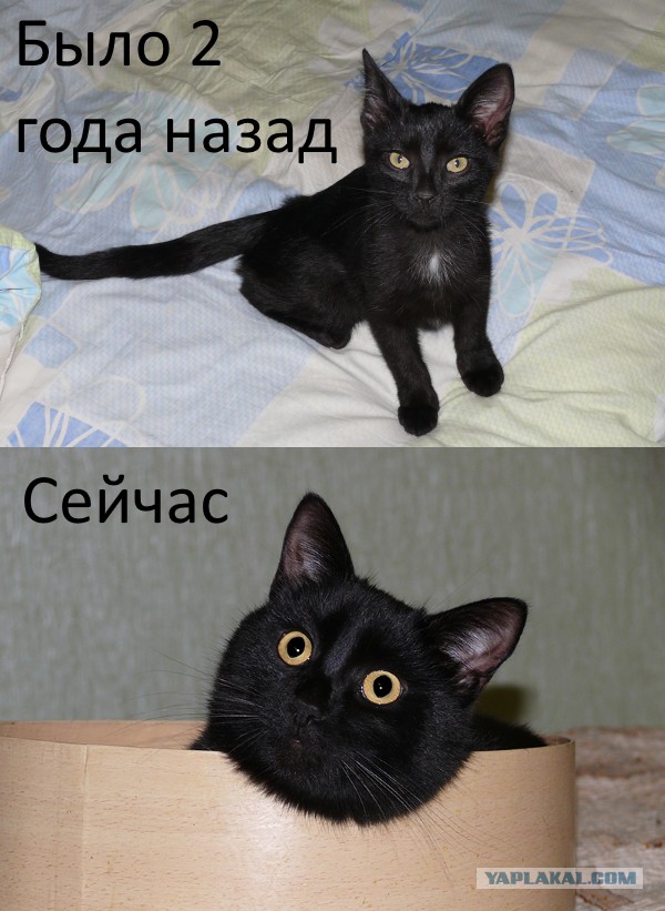 Боитесь взять котенка с улицы или из приюта?