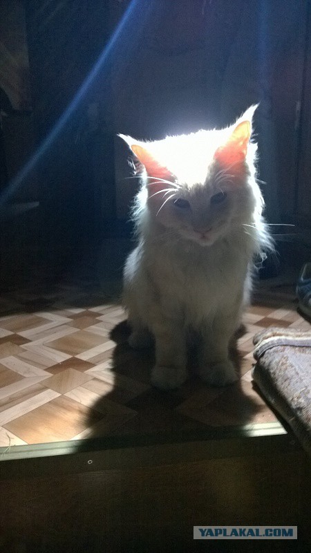 Котовторник 12.08.2014