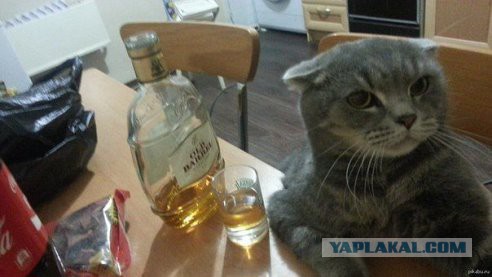 Потеряшки: Было - Стало