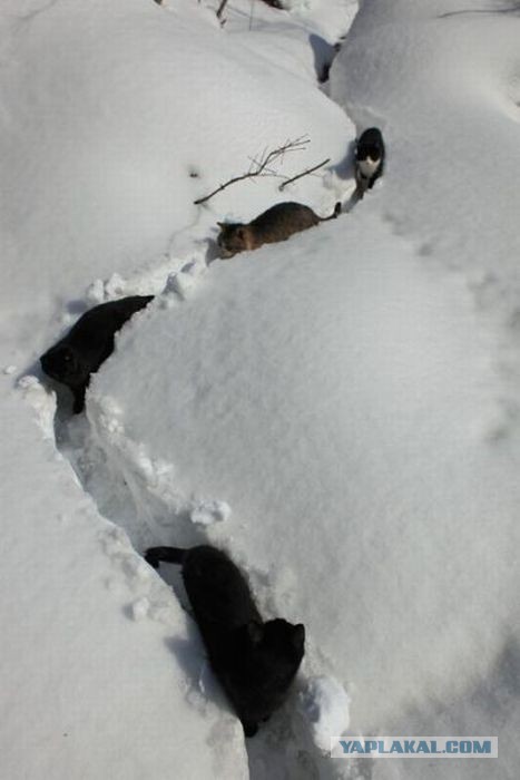 Реакция котэ на первый в его жизни снег.
