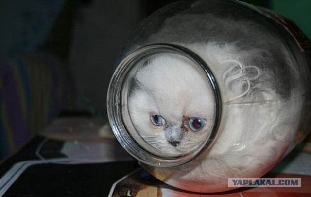 Ловушка для кошек