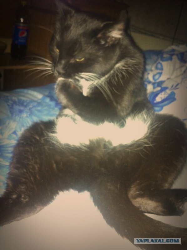Моим котам