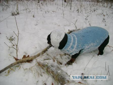 Прогулять сабакина..