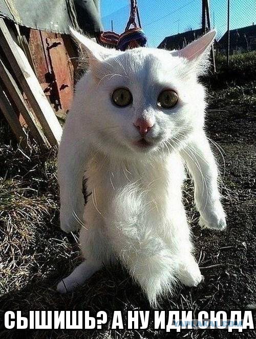 Смешные картинки, приколы, комментарии и прочее...