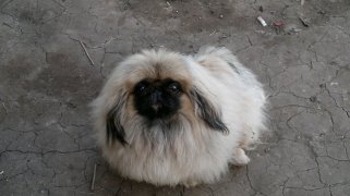 Антон. Маленькая собака