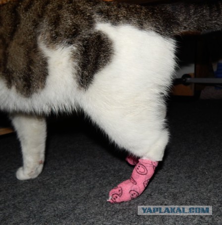 Котовторник 31.03.2015