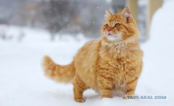 Картинки на рабочий стол