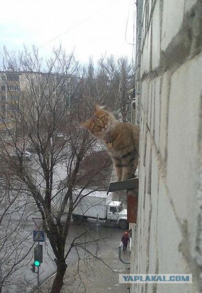 Ку-ку, ёпта!