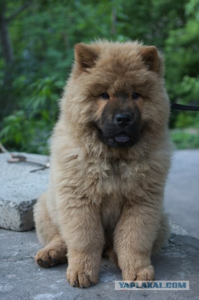 Щенки, которые выглядят как медвежата.