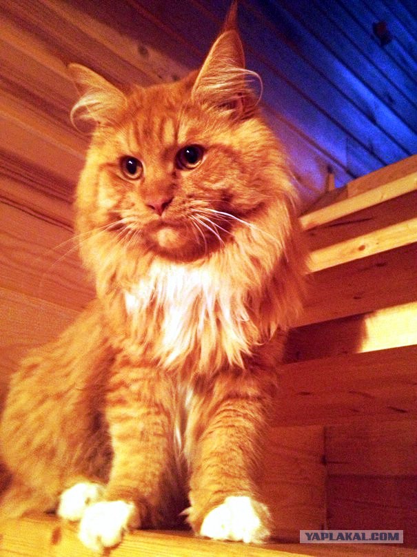 Мейн-куны  настолько  суровы...