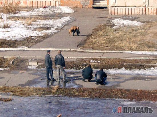 Секс у зверей