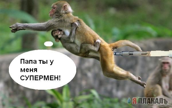 ОБЕЗЬЯНЫ. Все про обезьян