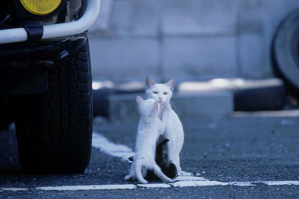 Коты, кошки, котята