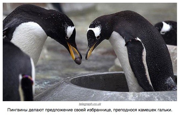 Божьи твари
