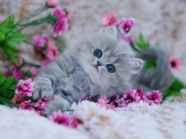 Коты из сети