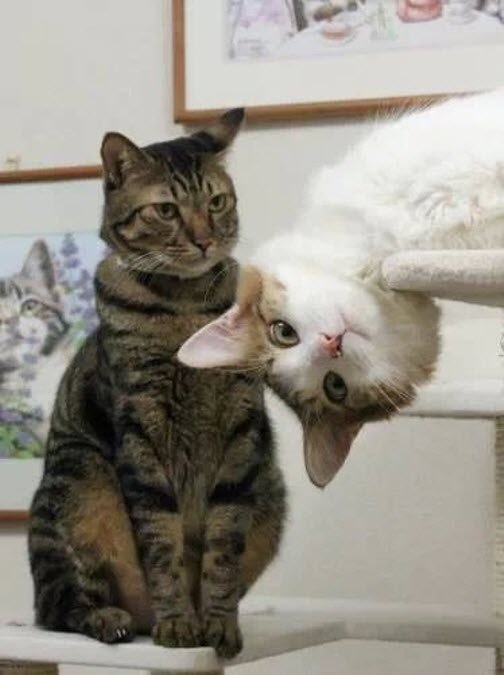 Коты и Кошки