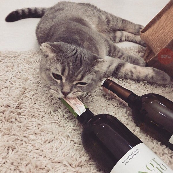 Коты и Кошки