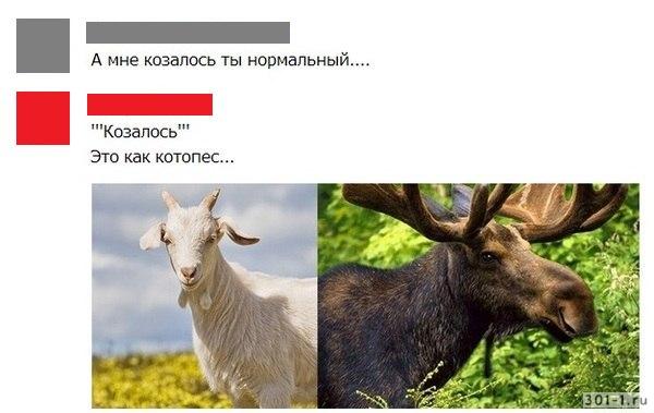 Смешанный брак: самые необычные животные-гибриды