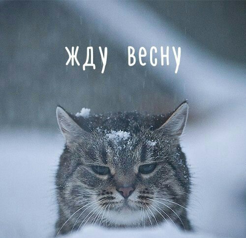 Фотобомбы котов