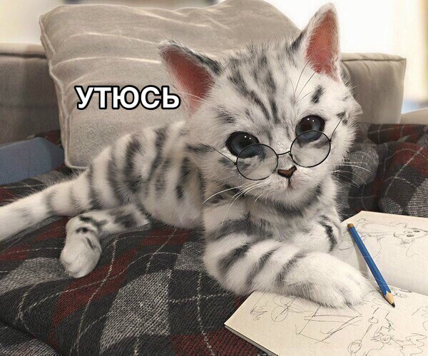 Прикольных котов пост