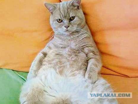 Ура, котовторник! (01.07.2008)