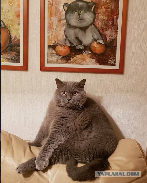Давай заведем кота