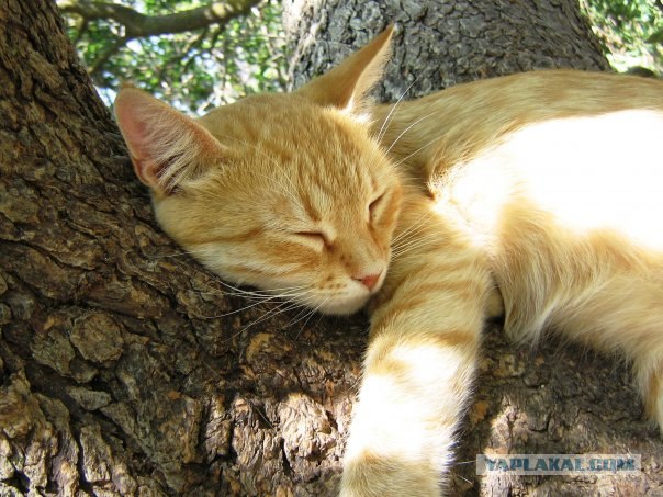 Котовторник на ЯПлакалъ (15.07.2008)