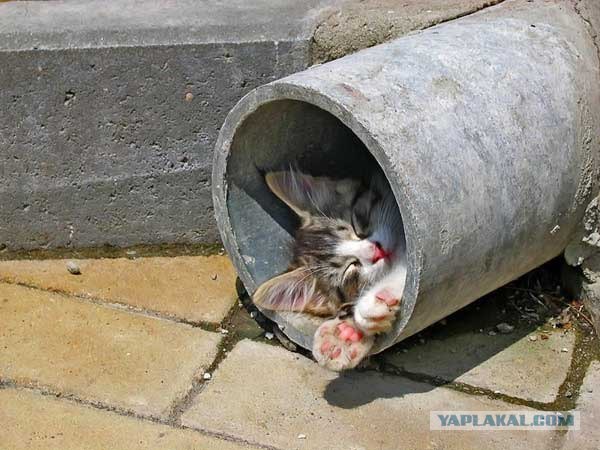 Вторничный котометъ на ЯПлакалъ