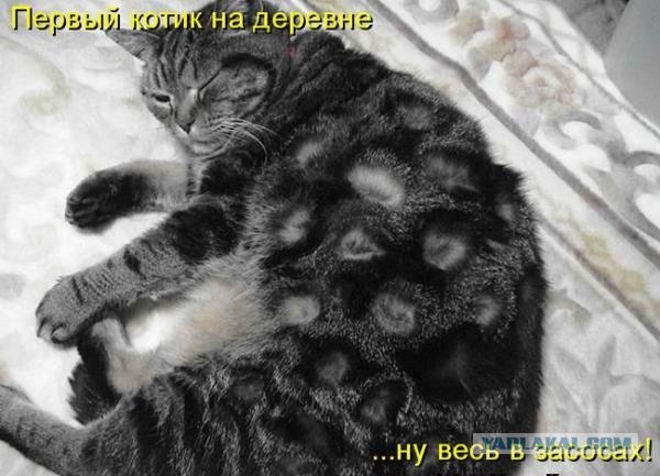 Картинки о животных