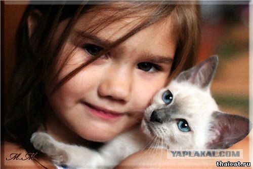День котов