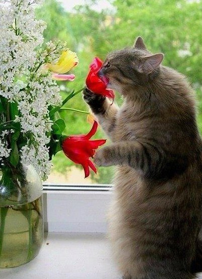 Немного милоты