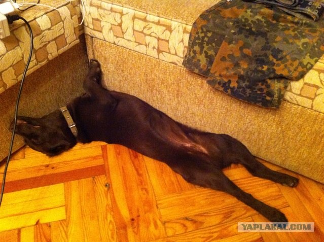 Собакочетверг