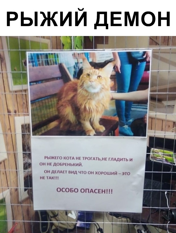Забавные фото котеек