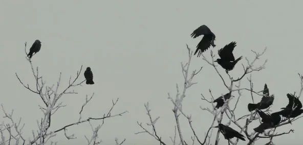 Вороны гемпеля. Парадоксально ворона. Парадокс гемпеля. Вороны нора сакович. Парадокс ворона фанфик.