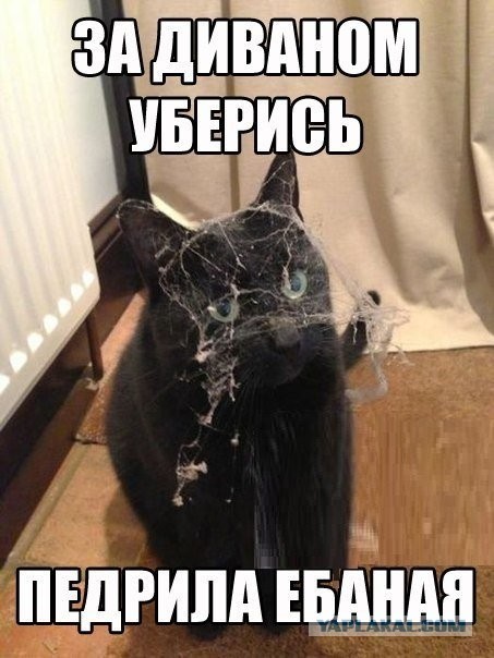 78-летний петербуржец убирался в кладовке и случайно нашёл два охотничьих ствола 12-го калибра.