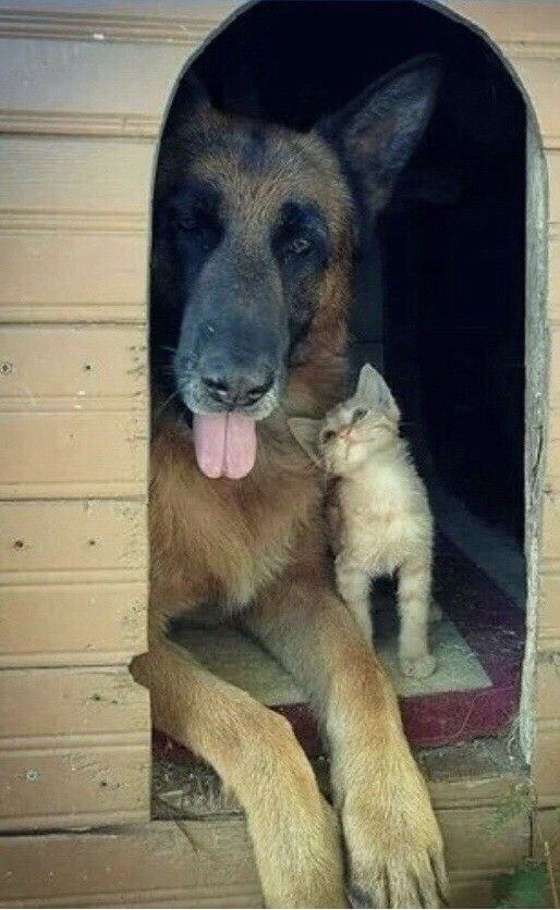 Уже не котовторник, но еще и не собакочетверг