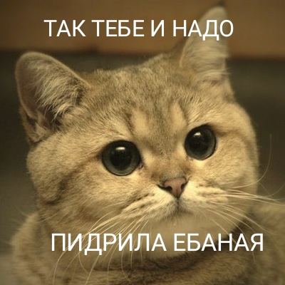 Игравший кошкой в боулинг пермяк пожаловался на травлю