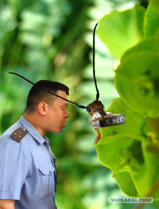 Букашка