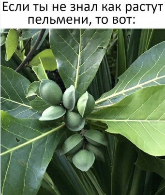 Рецепт для Апельсинии