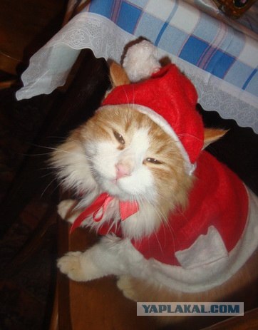 Джингбэллс от кота