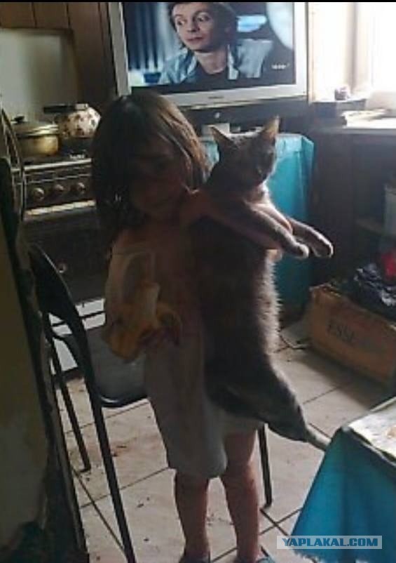 В подмосковном Талдоме нашли девочку-маугли. Шестилетний ребёнок жил с 19 кошками