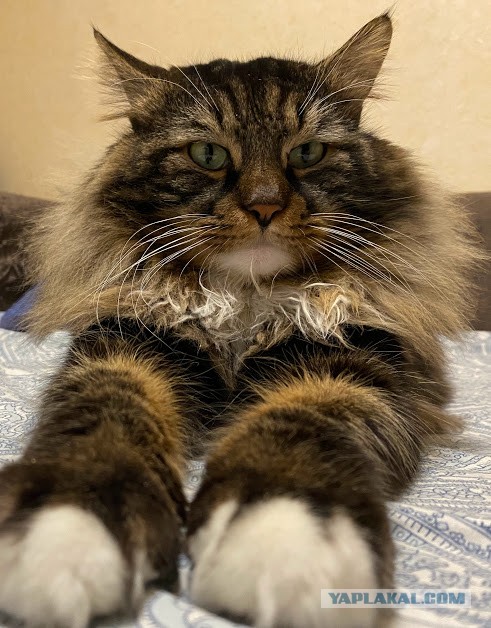 Котовторнику быть