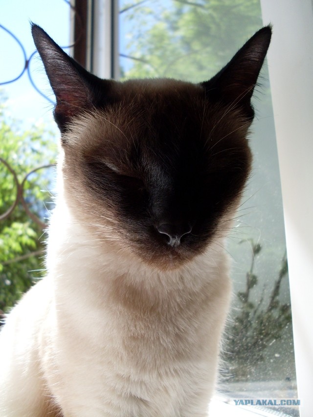 Пушистое сокровище: откуда на Руси взялись кошки и почему их так полюбили