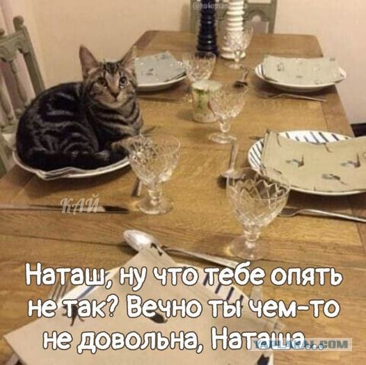 Весёлый полтишок 08.09.22