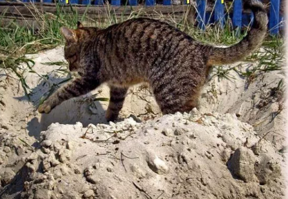 Очень занимательное видео