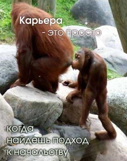 Юмор в картинках и без 01.12.2022