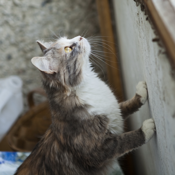 Котовторник 26.03.2013