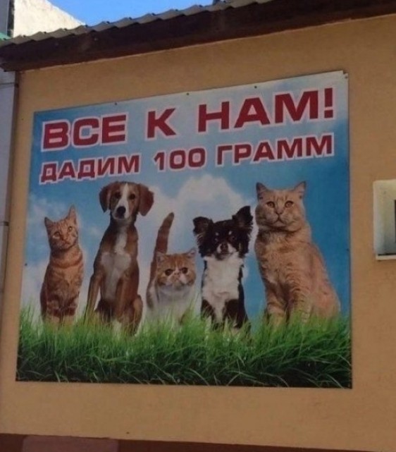 «Очухались и улетели». Житель Карелии открыл домашний вытрезвитель для птиц