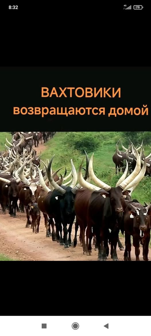 Пятничные бояны